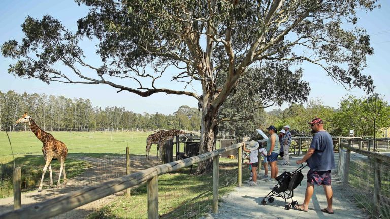 mogo zoo 768x432